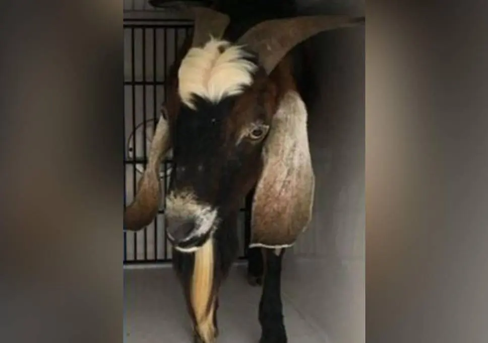 Cabra salva depois de ter sido torturada por seu ex-tutor.