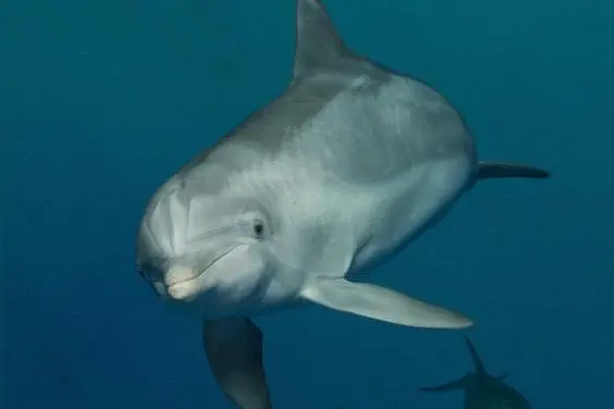 A vida dos golfinhos parece estar mudando para melhor (Foto: Heather Moran, National Aquarium)