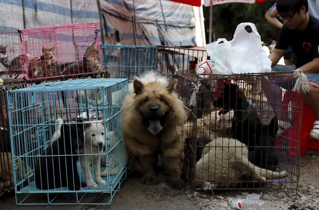 Empresa de cosméticos ajuda cães vítimas do festival de carne de cachorro Yulin na China (Foto: Kim Kyung/Reuters)