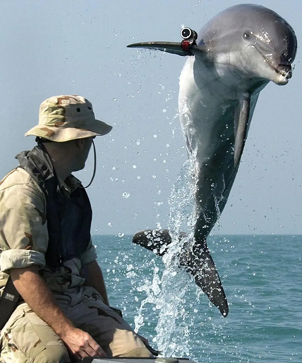 Golfinhos explorados por militares (Foto: GettyImages/iStock)