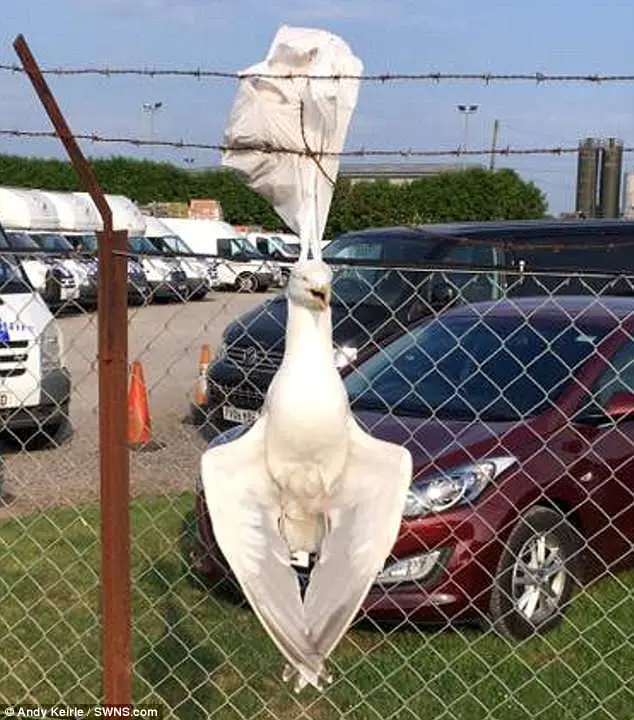 O animal morreu enforcado após a sacola plástica que ficou presa em seu pescoço, enroscar em uma cerca. Foto: Reprodução
