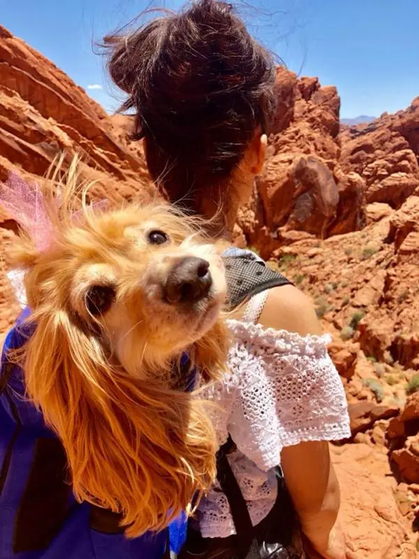 A cadelinha Violet vai com Nami em rodas as suas aventuras presa as costas dela | Fonte: Campo Cocker Rescue