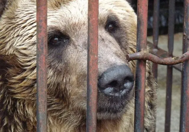 Quatro ursos-pardos-de-ussuri serão resgatados de um museu japonês, e transferidos para um parque de vida selvagem no condado de Yorkshire, no Reino Unido.