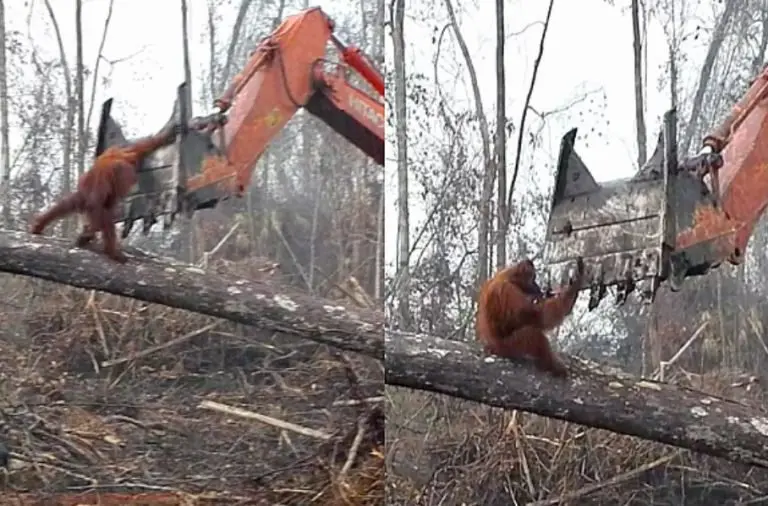 Tentando proteger seu lar da destruição, orangotango ataca escavadeira | Foto: International Animal Rescue