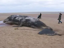 Imagem de baleia encalhada na praia