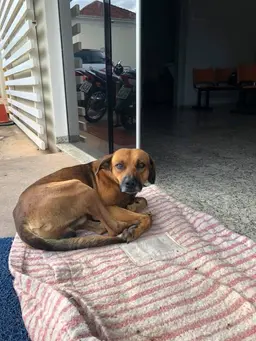 Cachorro aguarda retorno de dono que já faleceu durante 4 meses em porta de Hospital