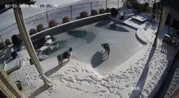 Cão cai em piscina congelada