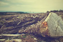 Imagem de desflorestamento