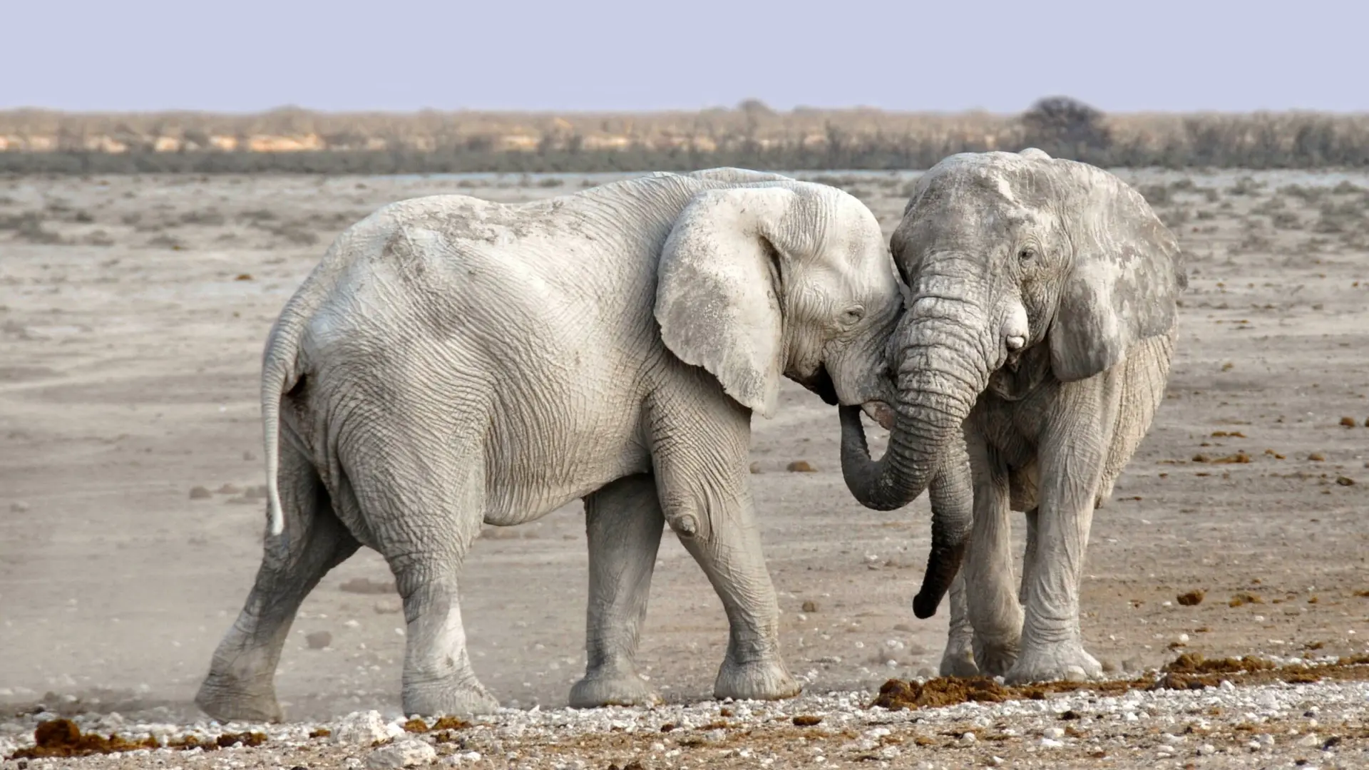Imagem de dois elefantes juntos