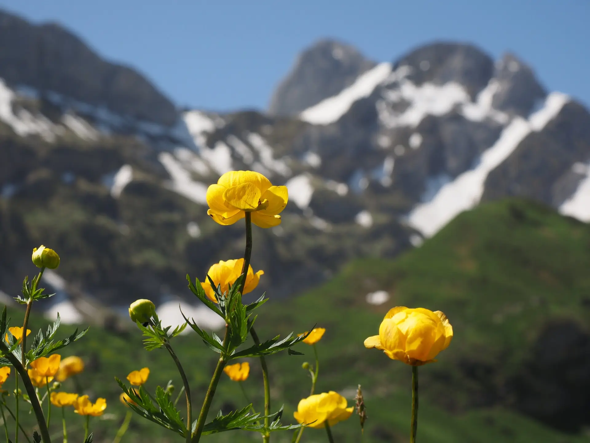 Imagem de flor alpina ao pé de montanha