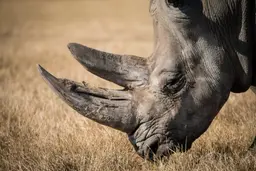 Imagem de rinoceronte