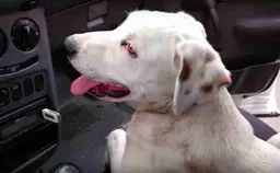 Cachorro entra em carro de desconhecido e não sai