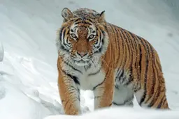 Imagem de tigre em uma geleira