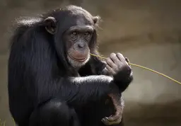 Imagem de um chimpanzé