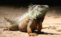 Imagem de uma iguana