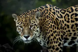 Imagem de um jaguar