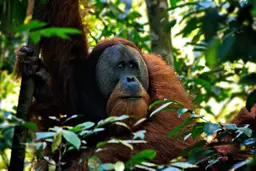 Imagem de orangotango em uma floresta