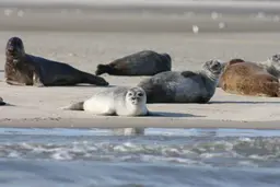 Imagem de focas a beira do mar