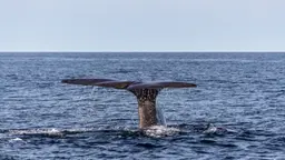 Imagem de baleia no oceano
