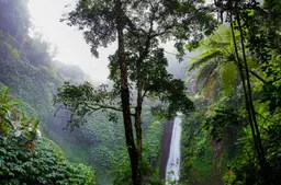 Imagem de floresta tropical