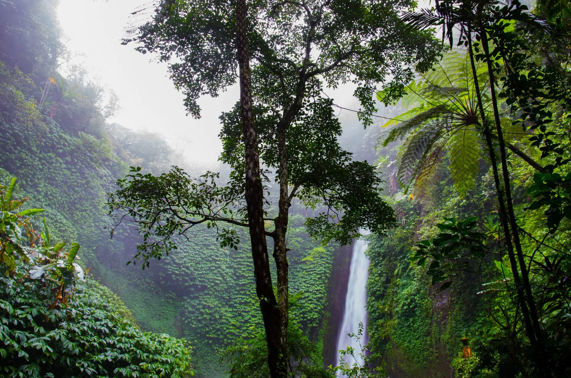 Imagem de floresta tropical