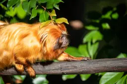 Foto de mico-leão-dourado