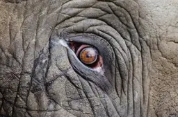 Imagem do olhar de um elefante