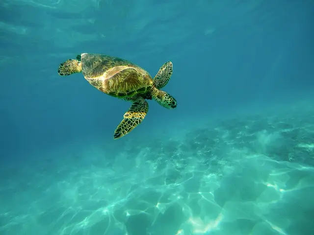 Na imagem, uma tartaruga marinha. COP15 discute a preservação dos oceanos e das terras para frear as mudanças climáticas originadas pela ação humana