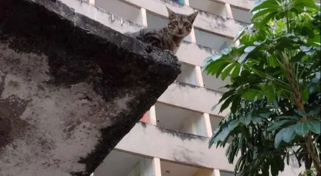 Gatos são resgatados de prédio em Recife