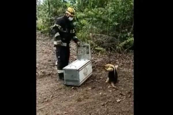 Na imagem, um bombeiro e um tamanduá