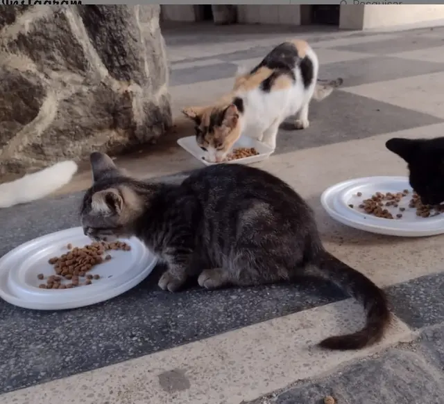 Gatos buscam um novo lar em Recife