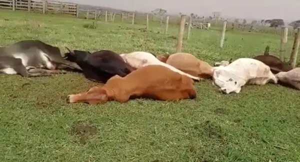 Vídeo filmado por produtores rurais mostra animais mortos em fazenda de Eldorado (MS)