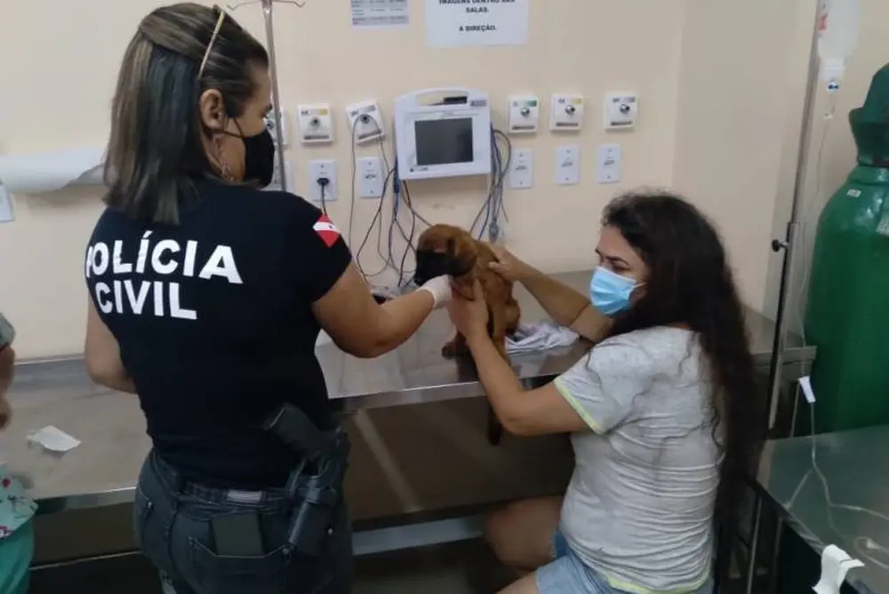 Cão teve rabo cortado com faca e sem preparo, segundo polícia; tutor foi preso em Belém por maus-tratos