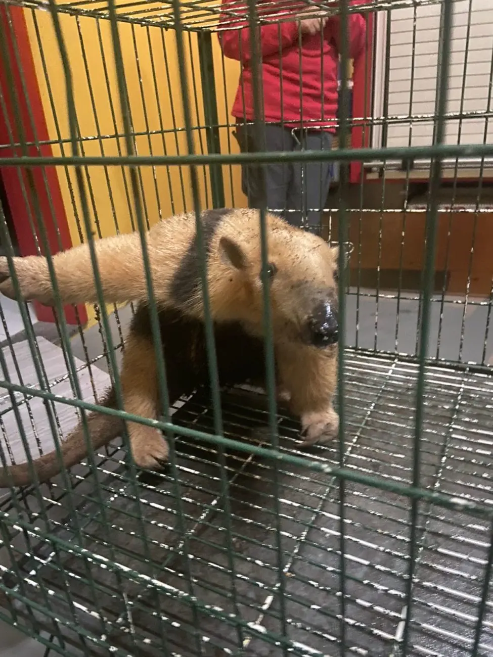 Na imagem, um tamanduá dentro de uma jaula depois de ser resgatado