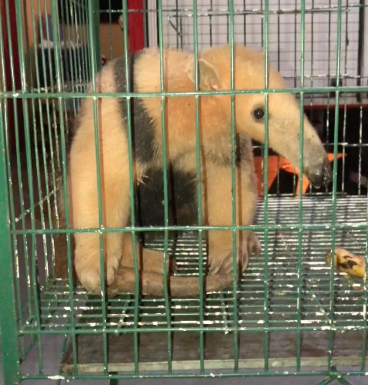 Na imagem, um tamanduá dentro de uma jaula depois de ser resgatado