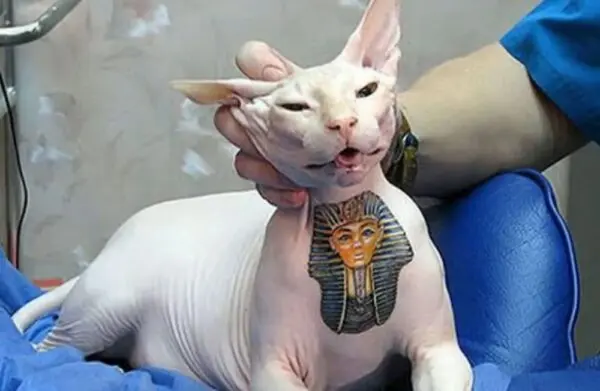 Na imagem, um gato com tatuagens