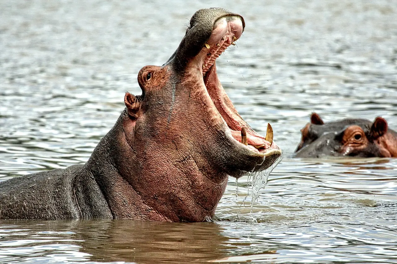 Na imagem, hipopótamos
