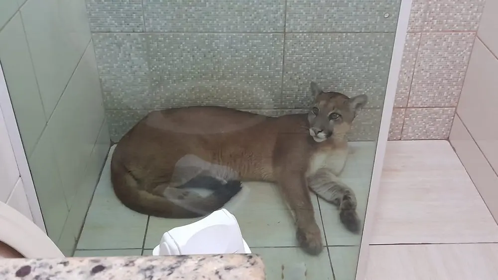 Onça-parda é capturada dentro de boxe de banheiro em São Pedro