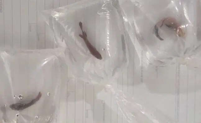 Peixes resgatados em sacos plásticos