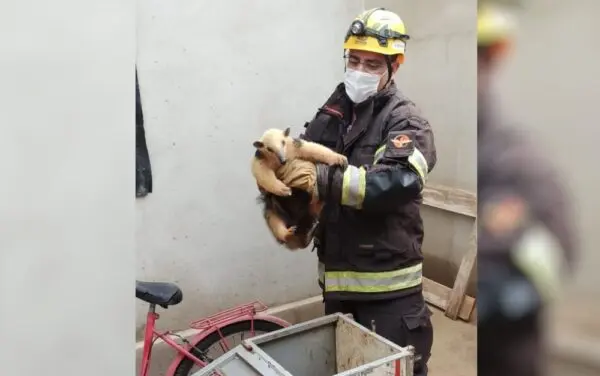 Na imagem, um bombeiro com tamanduá