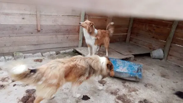 Cachorros de raça resgatados de canil clandestino com suspeita de maus-tratos ficam sob guarda provisória