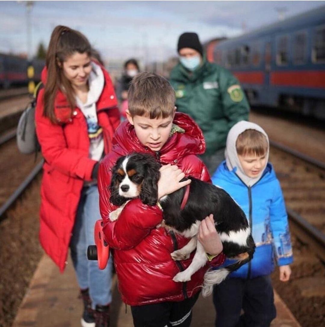 asomadetodosafetos.com - Fronteiras do Reino Unidos serão abertas para acolher ucranianos com seus animais