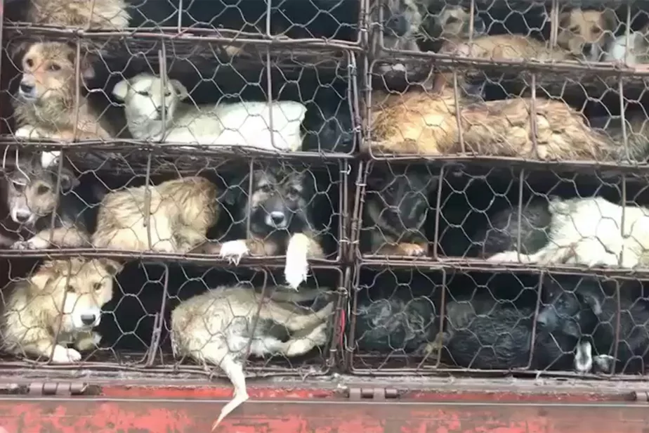 Polícia resgata 386 cães que seriam levados para festival de carne de cachorro